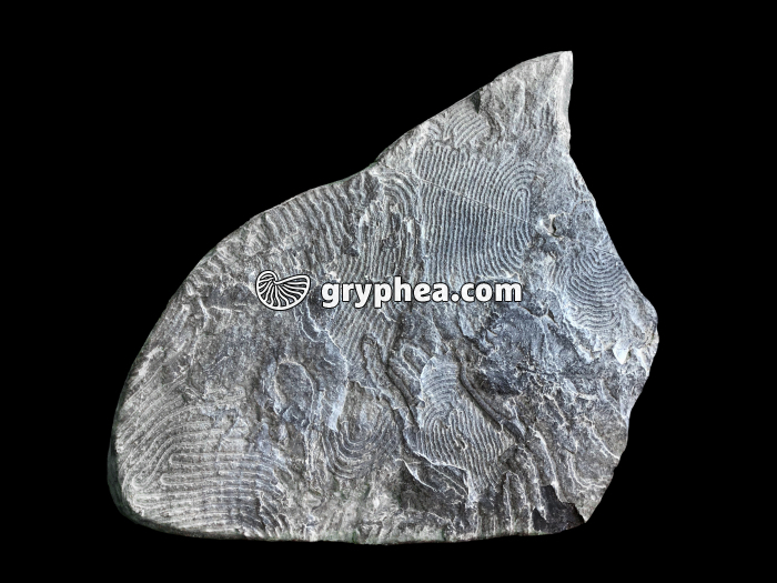 Helmintoïdes (traces de vie dans une roche sédimentaire - le flysch) - gryphea.com